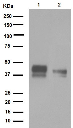 Western blot - Anti-TFPI antibody [EPR7941] - BSA and Azide free (AB248703), expandable thumbnail