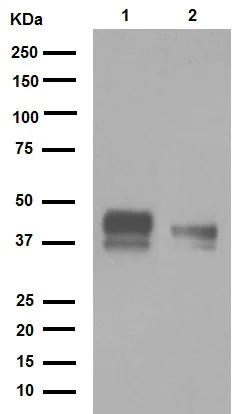 Western blot - Anti-TFPI antibody [EPR7941] - BSA and Azide free (AB248703)