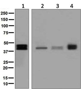Western blot - Anti-TFPI antibody [EPR7941] - BSA and Azide free (AB248703), expandable thumbnail