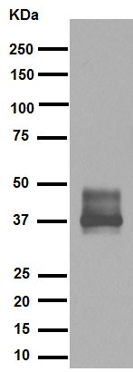 Western blot - Anti-TFPI antibody [EPR7941] - BSA and Azide free (AB248703), expandable thumbnail