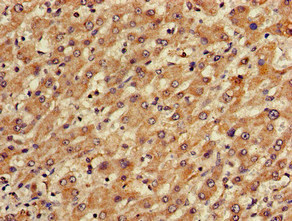 Immunohistochemistry (Formalin/PFA-fixed paraffin-embedded sections) - Anti-TGDS antibody (AB224599), expandable thumbnail