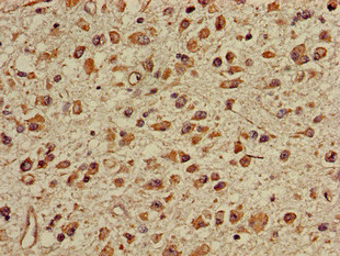 Immunohistochemistry (Formalin/PFA-fixed paraffin-embedded sections) - Anti-TGDS antibody (AB224599), expandable thumbnail