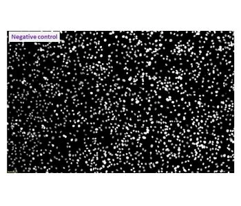 Immunocytochemistry/ Immunofluorescence - Anti-TGEV antibody [2G10] (AB325990)