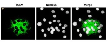 Immunocytochemistry/ Immunofluorescence - Anti-TGEV antibody [2G10] (AB325990)