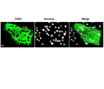 Immunocytochemistry/ Immunofluorescence - Anti-TGEV antibody [2G10] (AB325990)