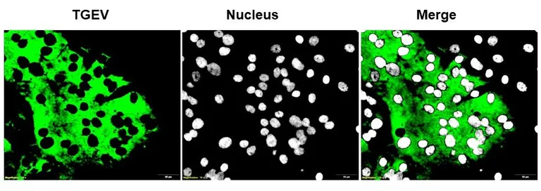 Immunocytochemistry/ Immunofluorescence - Anti-TGEV antibody [2G12] (AB325991)