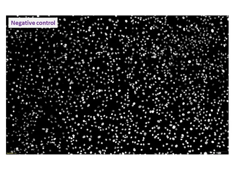 Immunocytochemistry/ Immunofluorescence - Anti-TGEV antibody [2G12] (AB325991)