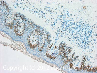 Immunohistochemistry (Formalin/PFA-fixed paraffin-embedded sections) - Anti-TGF alpha antibody (AB112030)