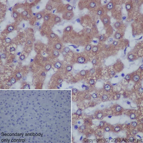 Immunohistochemistry (Formalin/PFA-fixed paraffin-embedded sections) - Anti-TGF alpha antibody [EPR15346] (AB208156)