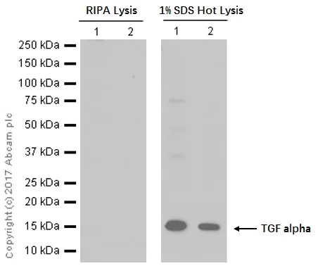 Western blot - Anti-TGF alpha antibody [EPR15346] (AB208156)