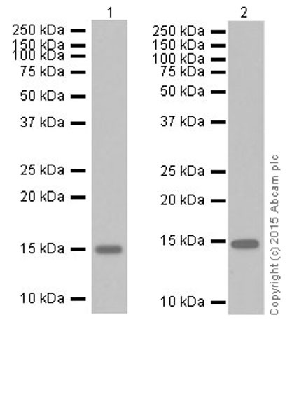 Western blot - Anti-TGF alpha antibody [EPR15346] (AB208156)