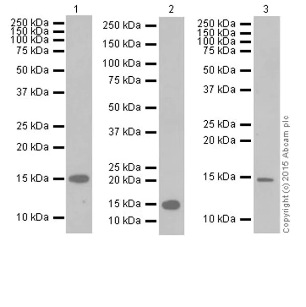Western blot - Anti-TGF alpha antibody [EPR15346] (AB208156)