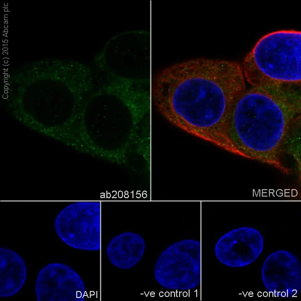 Immunocytochemistry/ Immunofluorescence - Anti-TGF alpha antibody [EPR15346] - BSA and Azide free (AB224266)