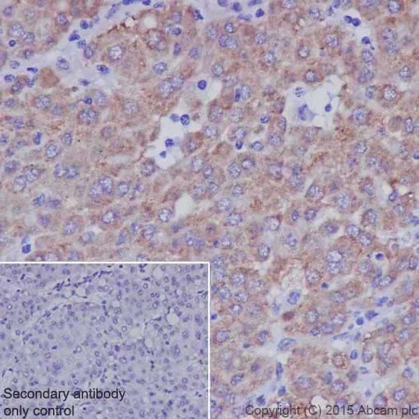 Immunohistochemistry (Formalin/PFA-fixed paraffin-embedded sections) - Anti-TGF alpha antibody [EPR15346] - BSA and Azide free (AB224266)
