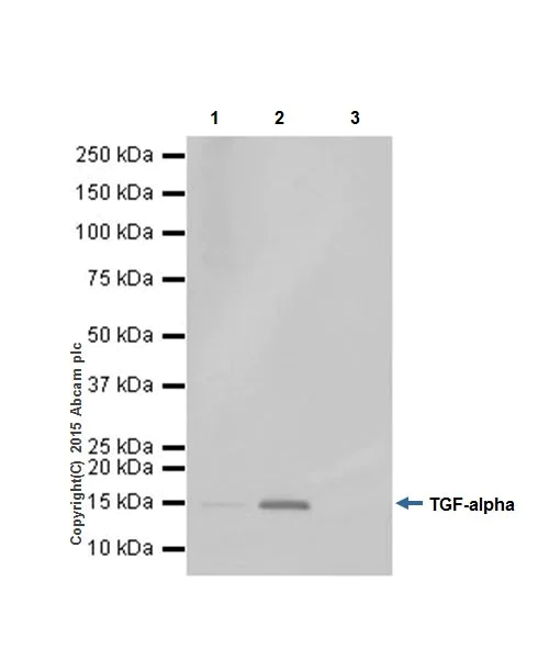 Immunoprecipitation - Anti-TGF alpha antibody [EPR15346] - BSA and Azide free (AB224266)