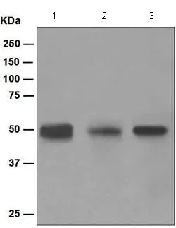 Western blot - Anti-TGF beta 1 + 2 antibody [EPR5443] (AB124894)