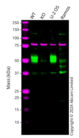 Western blot - Anti-TGF beta 1 + 2 antibody [EPR5443] (AB124894)