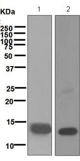 Western blot - Anti-TGF beta 1 + 2 antibody [EPR5443] - BSA and Azide free (AB183133)