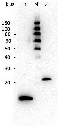 Western blot - Anti-TGF beta 1 antibody (AB9758), expandable thumbnail