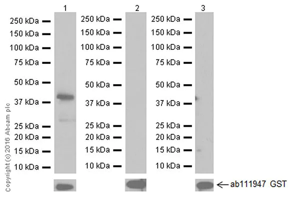 Western blot - Anti-TGF beta 1 antibody [EPR18163] (AB179695)