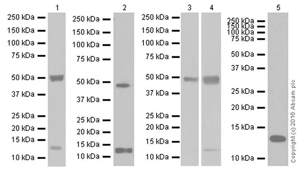 Western blot - Anti-TGF beta 1 antibody [EPR18163] (AB179695)
