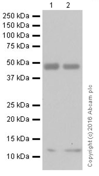 Western blot - Anti-TGF beta 1 antibody [EPR18163] (AB179695)