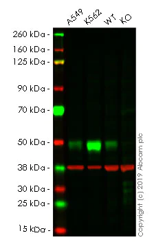 Western blot - Anti-TGF beta 1 antibody [EPR18163] - BSA and Azide free (AB233730)