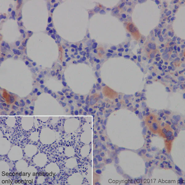 Immunohistochemistry (Formalin/PFA-fixed paraffin-embedded sections) - Anti-TGF beta 1 antibody [EPR21143] (AB215715)