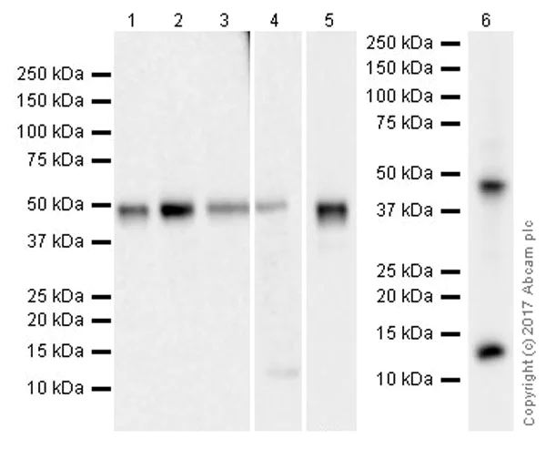 Western blot - Anti-TGF beta 1 antibody [EPR21143] (AB215715)