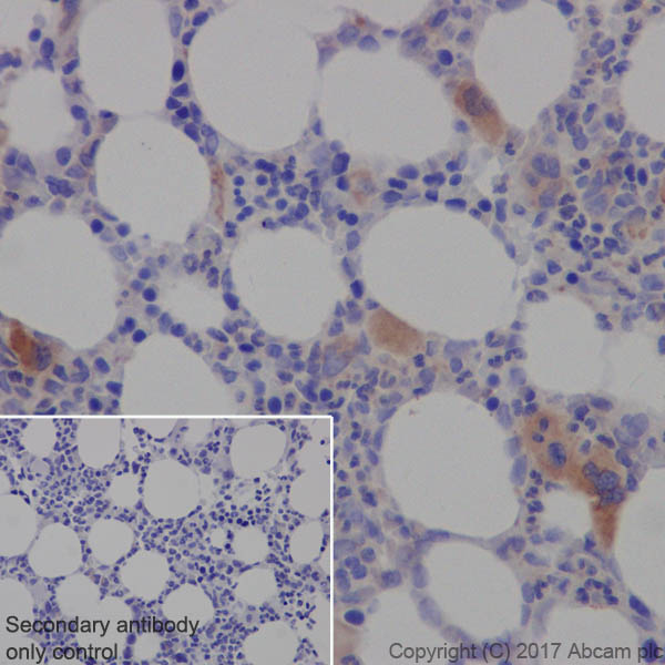 Immunohistochemistry (Formalin/PFA-fixed paraffin-embedded sections) - Anti-TGF beta 1 antibody [EPR21143] - BSA and Azide free (AB229856)
