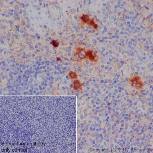Immunohistochemistry (Formalin/PFA-fixed paraffin-embedded sections) - Anti-TGF beta 1 antibody [EPR21143] - BSA and Azide free (AB229856)