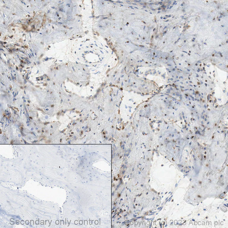 Immunohistochemistry (Formalin/PFA-fixed paraffin-embedded sections) - Anti-TGF beta 1 antibody [EPR21143] - BSA and Azide free (AB229856)