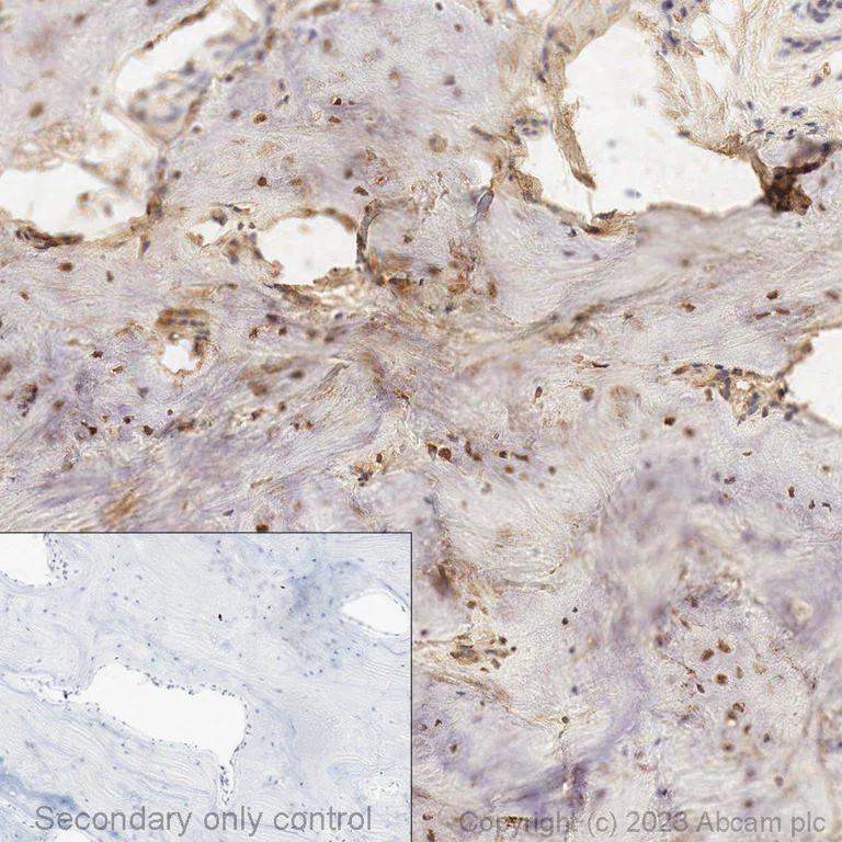 Immunohistochemistry (Formalin/PFA-fixed paraffin-embedded sections) - Anti-TGF beta 1 antibody [EPR21143] - BSA and Azide free (AB229856)