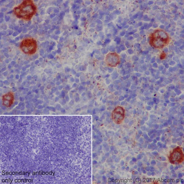 Immunohistochemistry (Formalin/PFA-fixed paraffin-embedded sections) - Anti-TGF beta 1 antibody [EPR21143] - BSA and Azide free (AB229856)