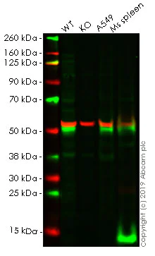 Western blot - Anti-TGF beta 1 antibody [EPR21143] - BSA and Azide free (AB229856)