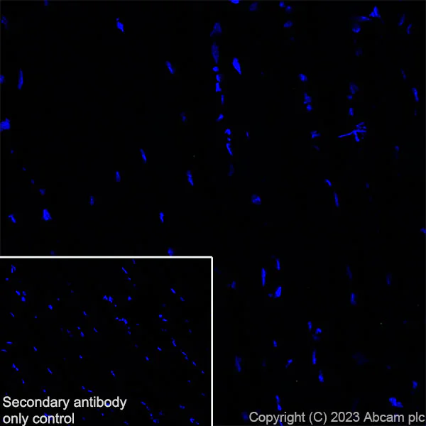 Immunohistochemistry (Frozen sections) - Anti-TGF beta 1 antibody [RM1088] (AB315254)