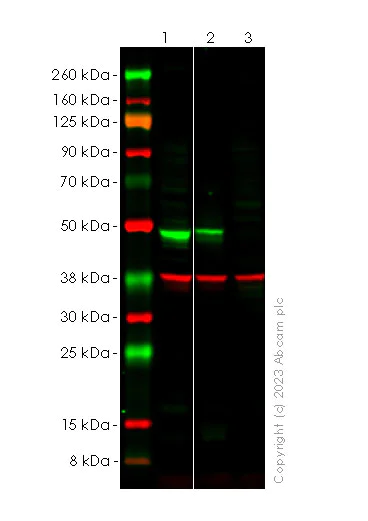 Western blot - Anti-TGF beta 1 antibody [RM1088] (AB315254)