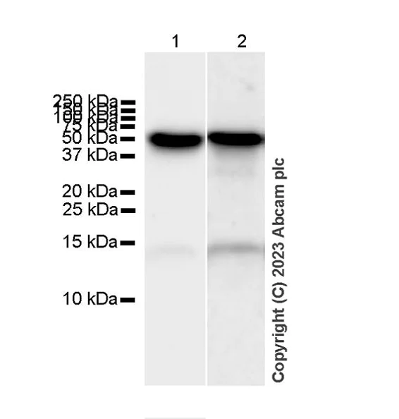 Western blot - Anti-TGF beta 1 antibody [RM1088] (AB315254)