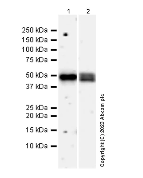 Western blot - Anti-TGF beta 1 antibody [RM1088] (AB315254)
