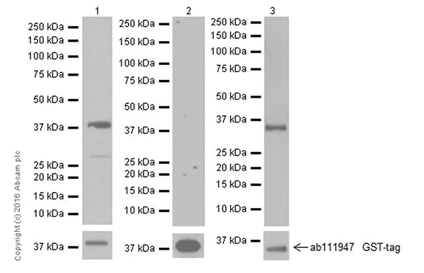 Western blot - Anti-TGF beta 1 + TGF beta 3 antibody [EPR19867] (AB205604)