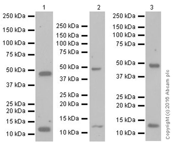 Western blot - Anti-TGF beta 1+TGF beta 3 antibody [EPR19867] - BSA and Azide free (AB251436), expandable thumbnail