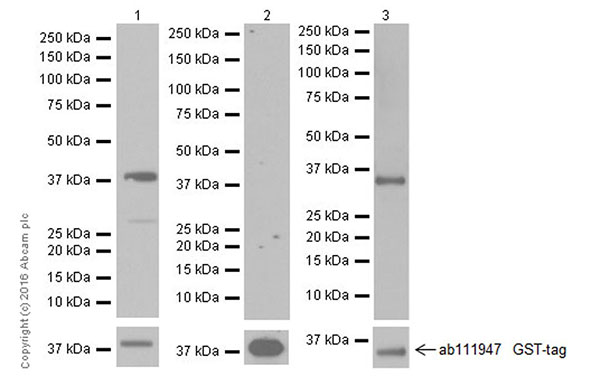 Western blot - Anti-TGF beta 1+TGF beta 3 antibody [EPR19867] - BSA and Azide free (AB251436), expandable thumbnail