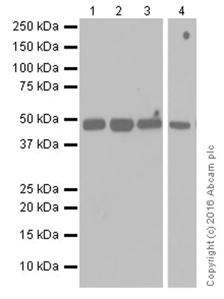 Western blot - Anti-TGF beta 1+TGF beta 3 antibody [EPR19867] - BSA and Azide free (AB251436)