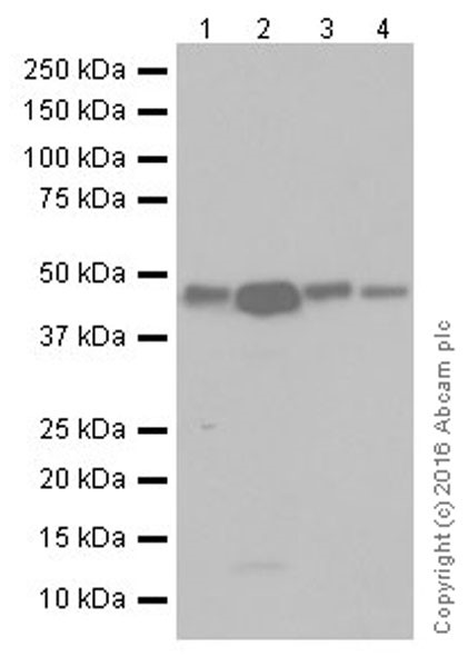 Western blot - Anti-TGF beta 1+TGF beta 3 antibody [EPR19867] - BSA and Azide free (AB251436), expandable thumbnail