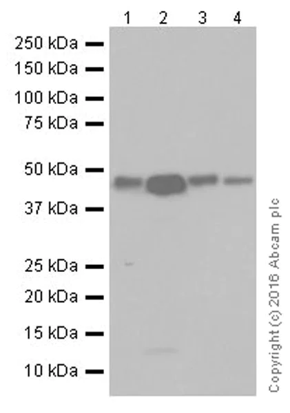 Western blot - Anti-TGF beta 1+TGF beta 3 antibody [EPR19867] - BSA and Azide free (AB251436)
