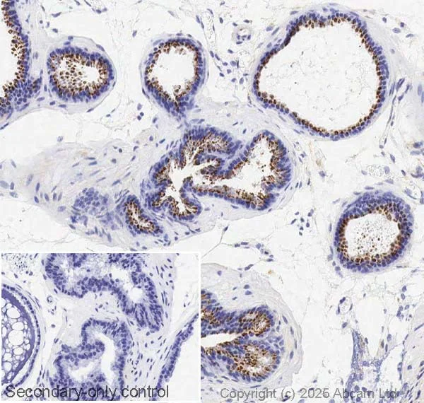 Immunohistochemistry (Formalin/PFA-fixed paraffin-embedded sections) - Anti-TGF beta 2 antibody [EPR12-151] (AB323293)