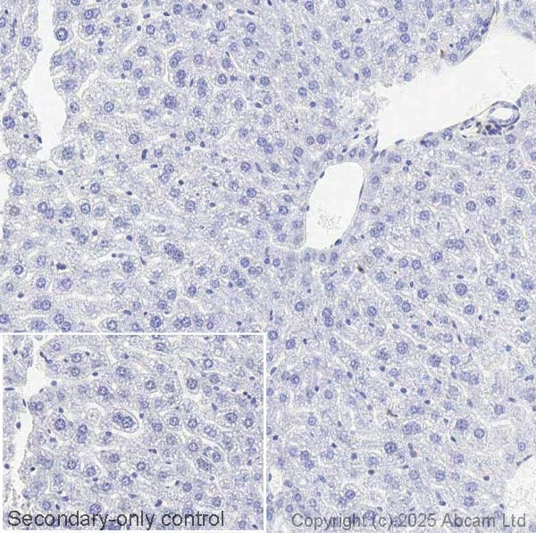 Immunohistochemistry (Formalin/PFA-fixed paraffin-embedded sections) - Anti-TGF beta 2 antibody [EPR12-151] (AB323293)