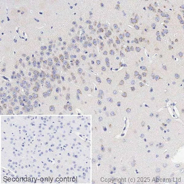 Immunohistochemistry (Formalin/PFA-fixed paraffin-embedded sections) - Anti-TGF beta 2 antibody [EPR12-151] - BSA and Azide free (AB326414)