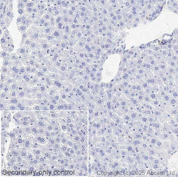 Immunohistochemistry (Formalin/PFA-fixed paraffin-embedded sections) - Anti-TGF beta 2 antibody [EPR12-151] - BSA and Azide free (AB326414)