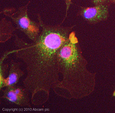 Immunocytochemistry/ Immunofluorescence - Anti-TGF beta 3 antibody (AB15537)